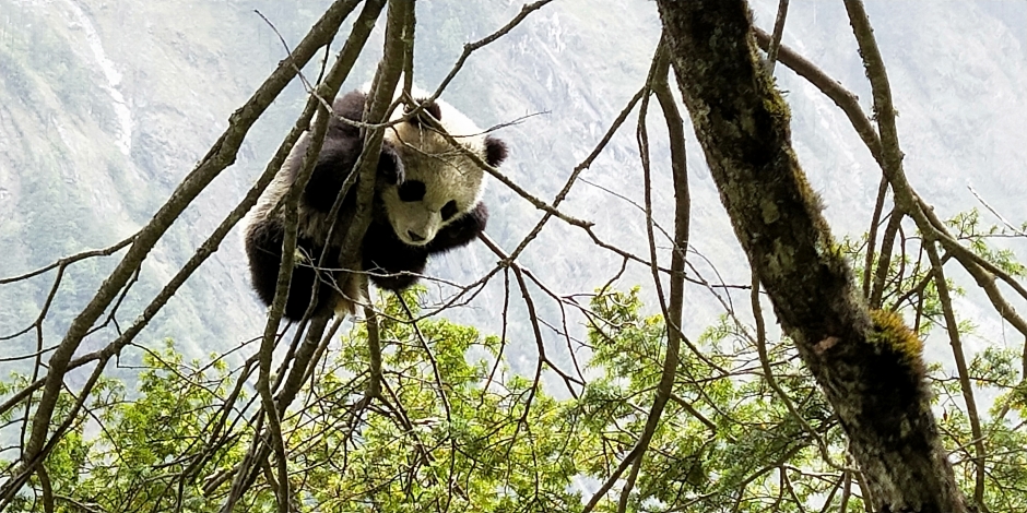 好消息！四川发现新的大熊猫栖息地