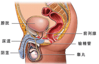 介绍前列腺增生的针灸治疗方法