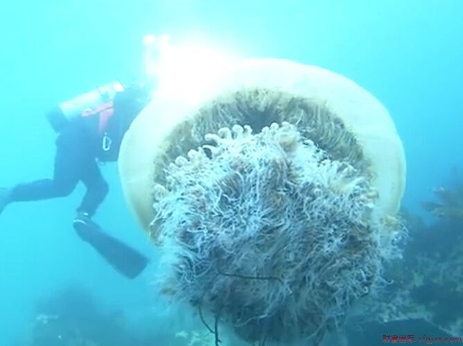 巨型“野村水母” 直径约1.5米