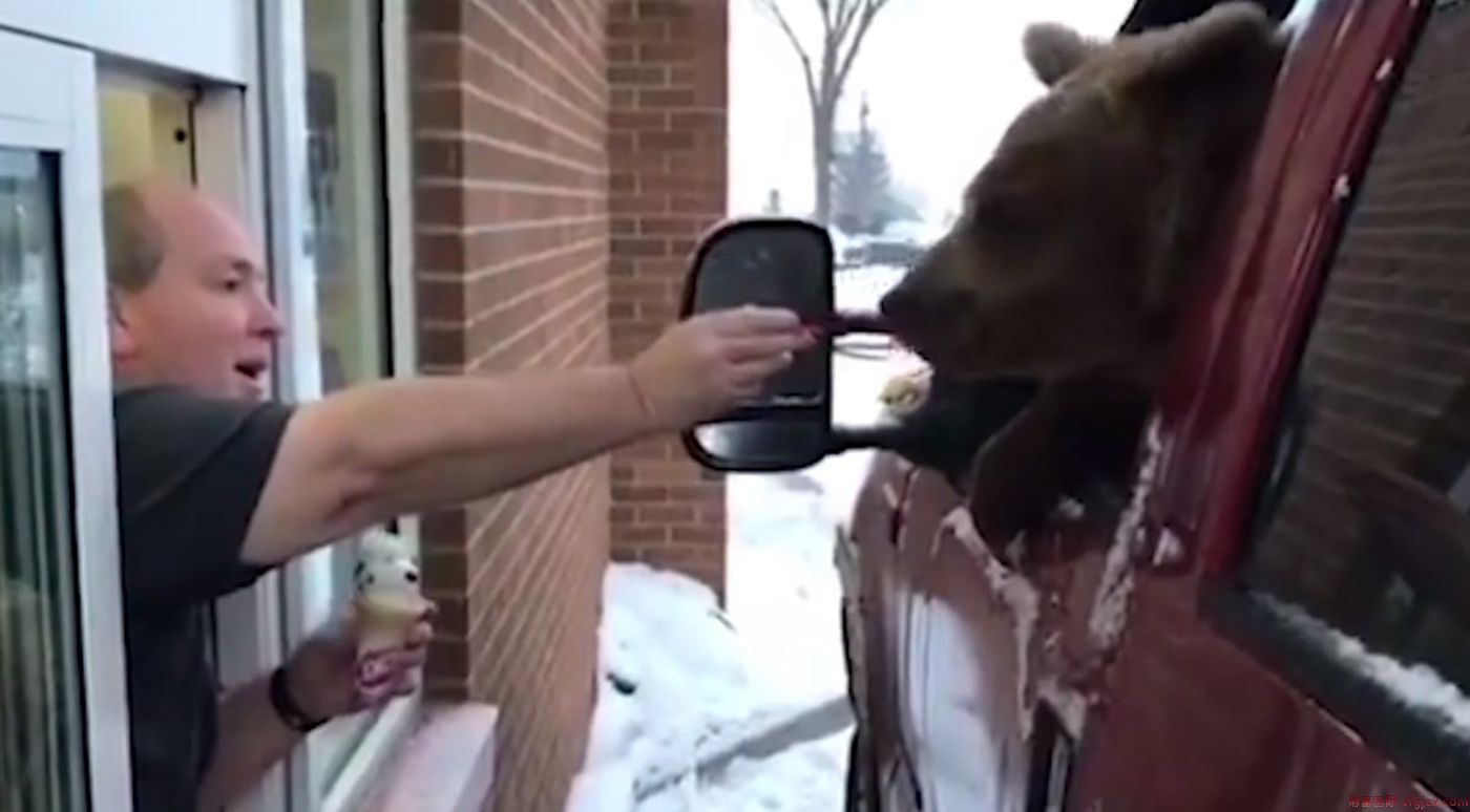 狂野！动物园员工偷偷带一头熊去店里吃冰淇淋