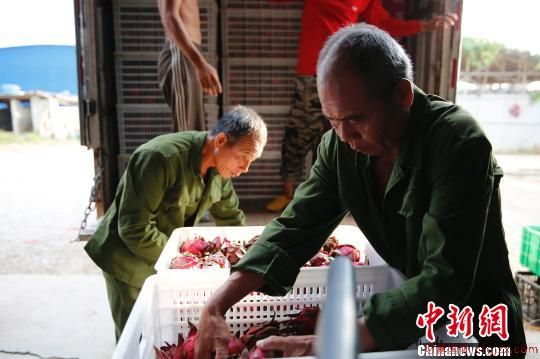 附近村民变身农业工人，将火龙果打包装箱。　王晓斌 摄