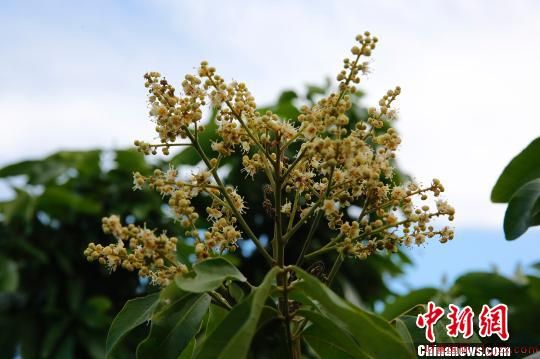 龙眼树的花期可以用催花技术改变，从而生产出反季节龙眼。　王晓斌 摄