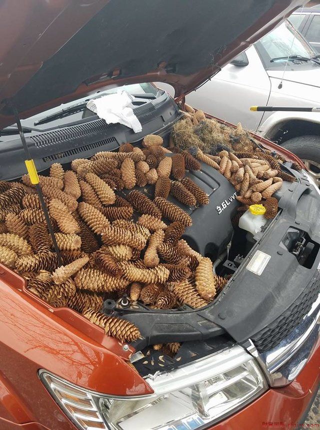 又一只松鼠被抄家！老司机发现引擎盖里囤满了松果