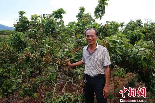 龙眼树是海南福报农场退休职工唐文贵名副其实的“摇钱树”。　王晓斌 摄