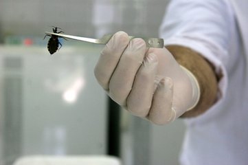 新艾滋病与美洲锥虫病