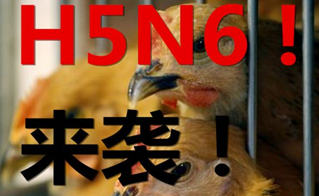 h5n6禽流感最新消息：深H5N6病例死亡 禽流感险你买了吗
