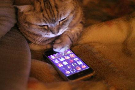 玩手机的猫搞笑图片