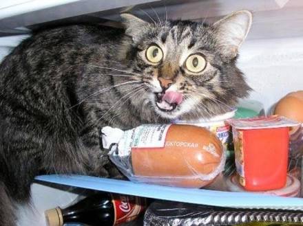 偷吃的猫搞笑动物图片
