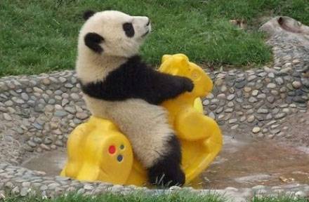 可爱搞笑的熊猫动物图片