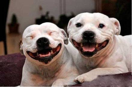 两只微笑的狗动物图片