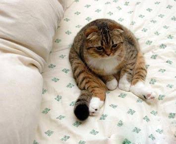 超级肥的猫搞笑图片