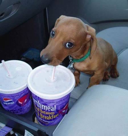 狗狗偷喝可乐搞笑图片
