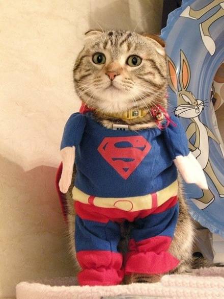 超人猫恶搞动物图片