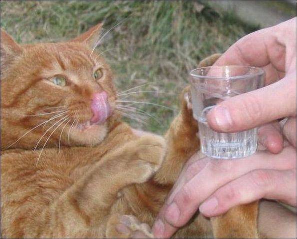 爱喝酒的猫动物搞笑照片