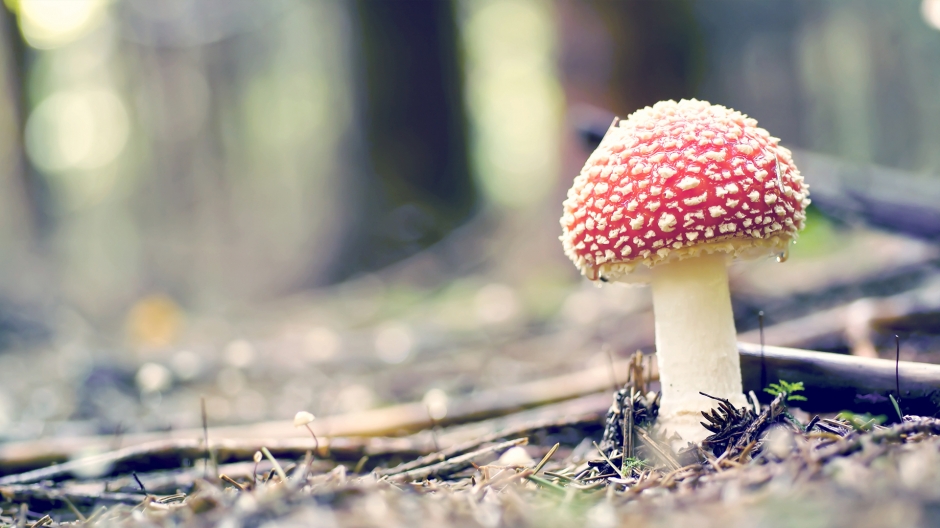 简约风格自然景色壁纸