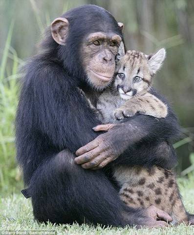 抱在一起的超萌可爱动物图片