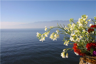 洱海边的花朵精致风景图片