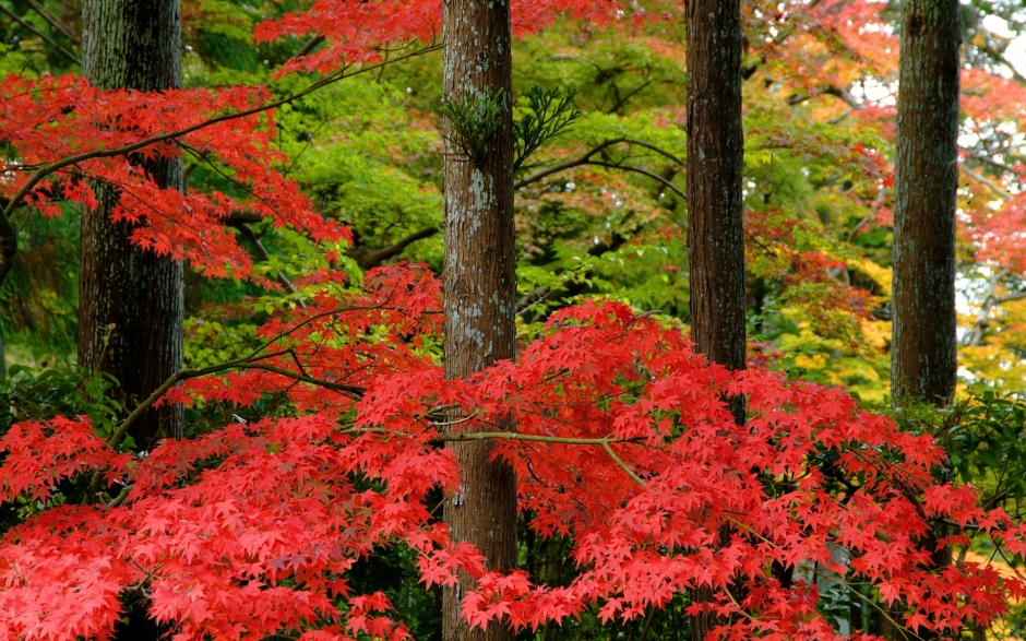 秋之韵：日本风景壁纸
