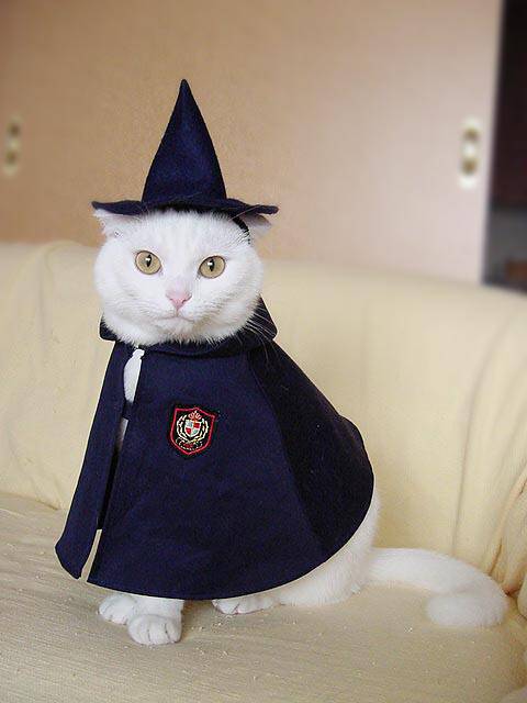 魔法猫咪超可爱动物图片