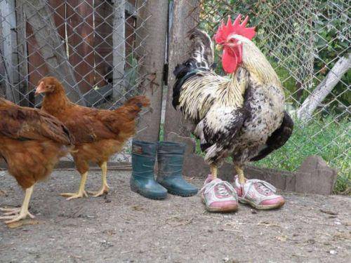 动物搞笑图片之穿鞋子的公鸡