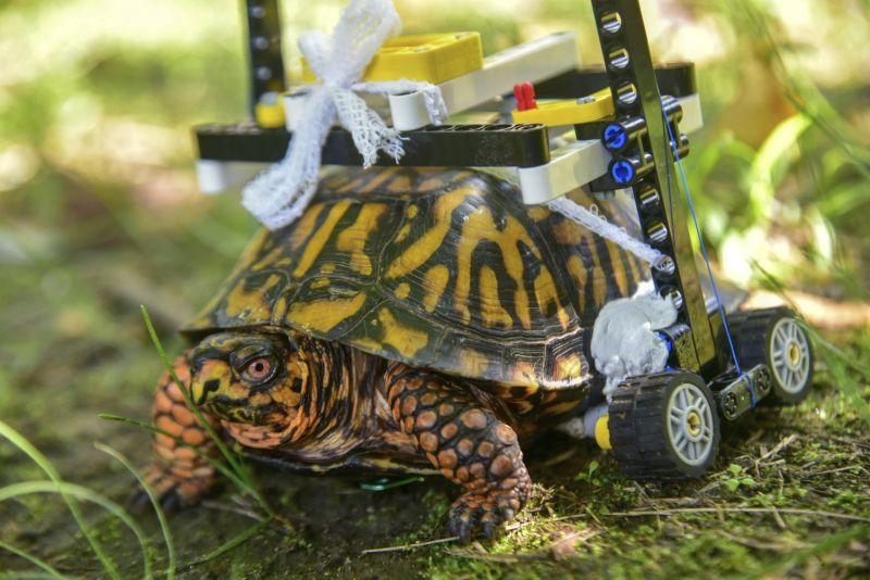 美国一只乌龟受伤 兽医为其量身打造乐高“轮椅”