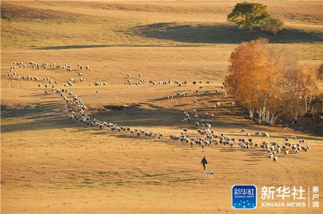 草原、牧人、羊群u2026u2026这里的秋景美如画