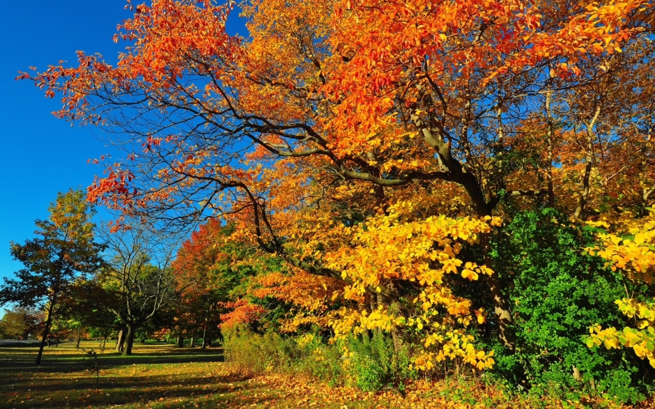 缤纷秋季自然景色桌面壁纸下载