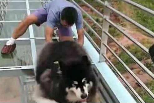 最怂的狗：别拉我，我不走，我怕高！
