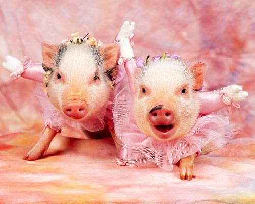 爱美的小猪动物搞笑趣图