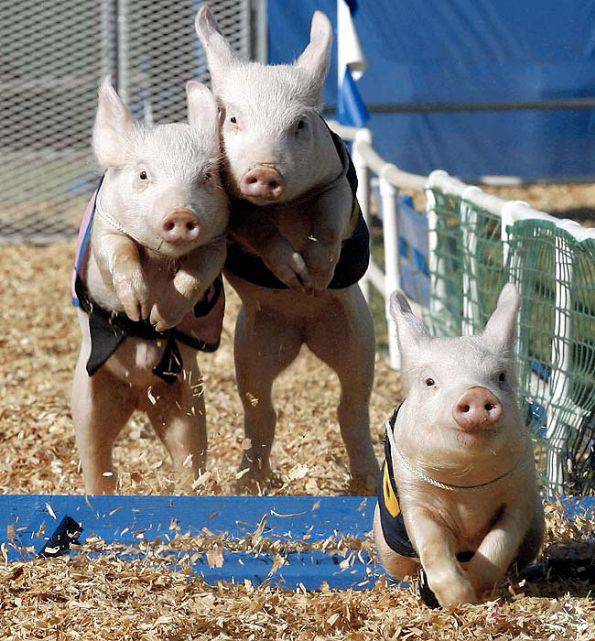 动物搞笑图片之小猪赛跑
