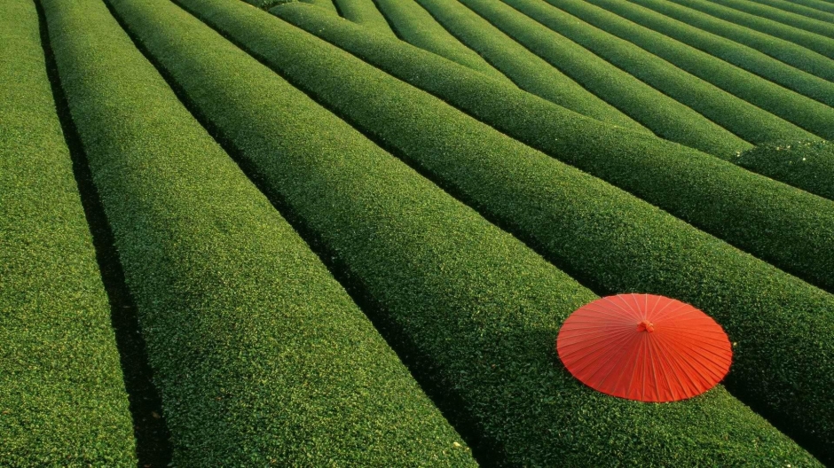 美丽的小红伞唯美风景桌面图片