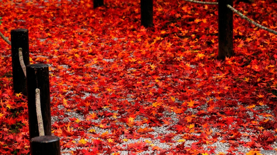 唯美好看的秋天落叶风景壁纸图片