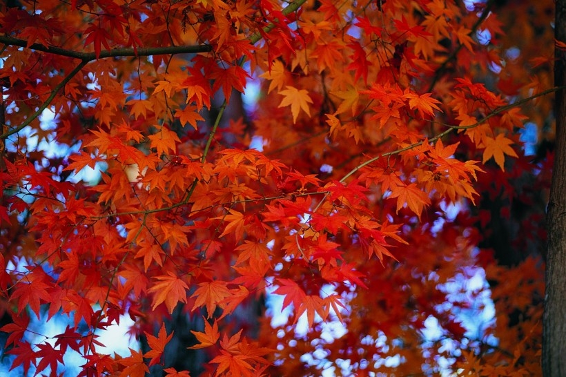 秋季枫林如火唯美自然风景图片