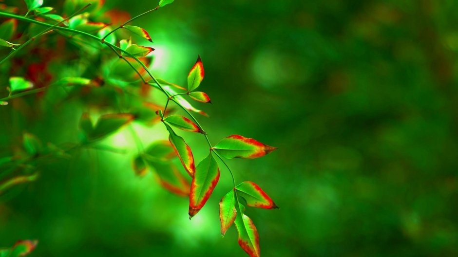 高清绿色植物唯美图片1080P电脑壁纸