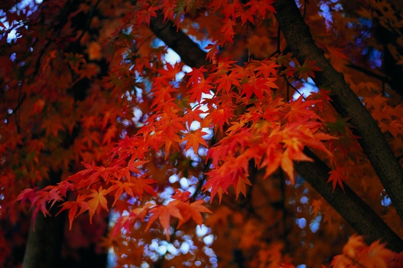秋季枫林如火唯美自然风景图片