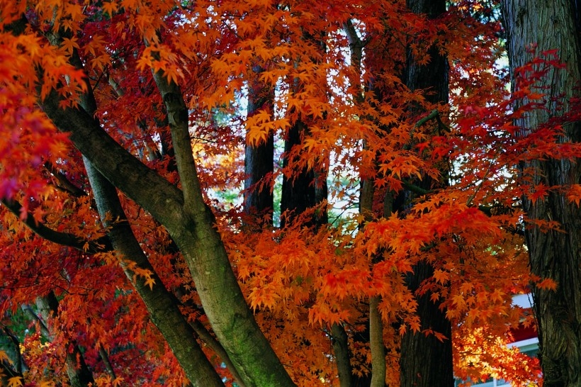 秋季枫林如火唯美自然风景图片