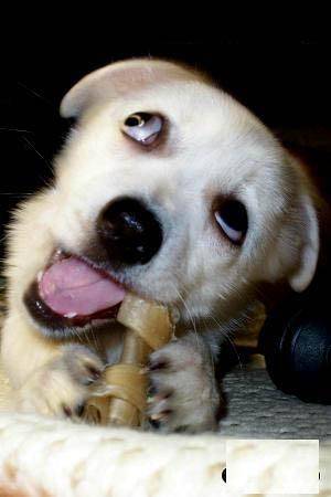 吃骨头的狗狗搞笑表情图片
