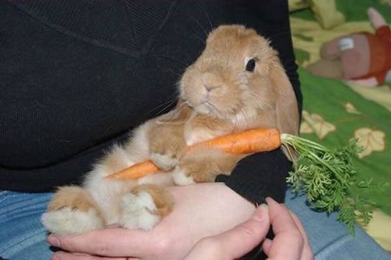 可爱的兔子抱胡萝卜图
