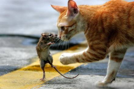 最新版的猫和老鼠搞笑动物图片