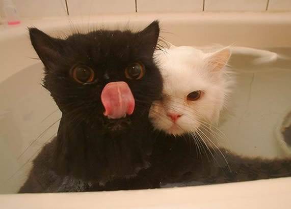 可爱的二货猫咪搞笑的图片