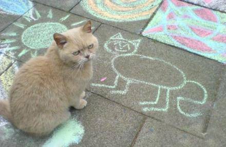 爆笑猫咪不爽表情图片