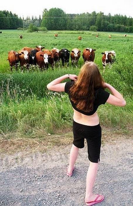美女恶搞图片之奶牛们惊呆了