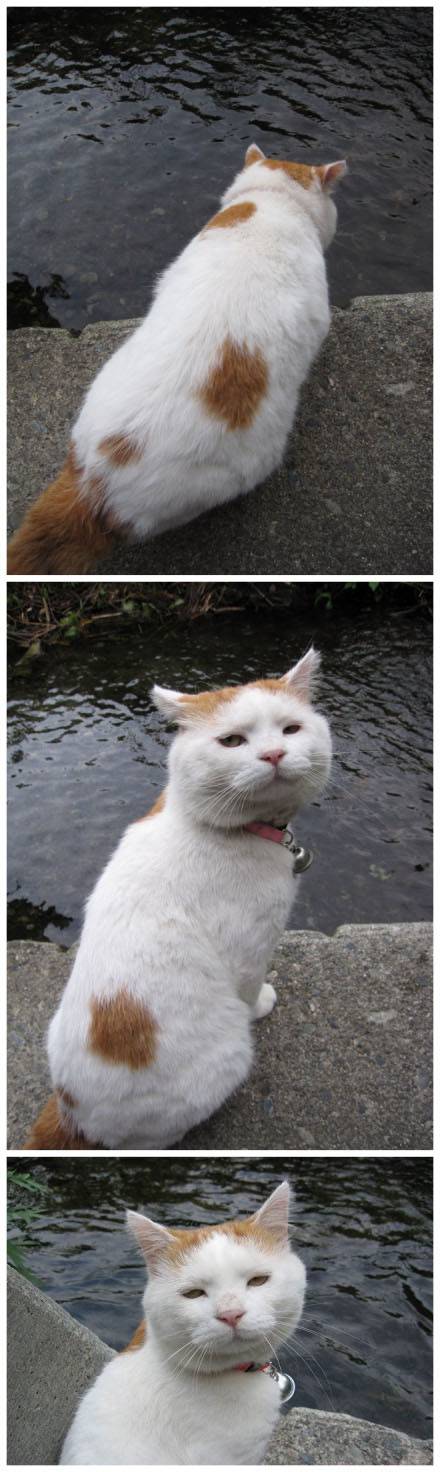 猫咪搞怪�图表情之坑爹啊