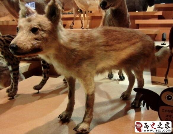 日本狼被日本人尊为山神 百年前却因一件事而被灭绝