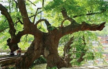 民间故事：相思树的民间传说故事