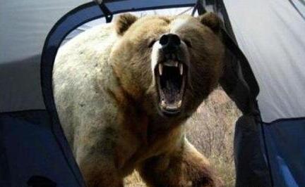 这位摄影师死前拍下棕熊近面照 野外遇到熊该怎么办？