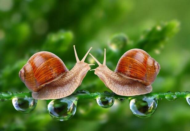 两只陌生的蜗牛的寓言故事说明怎么样的道理？
