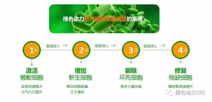 服用北京弘泽堂绿色动力7天15天90天等不同时间 吃出的效果