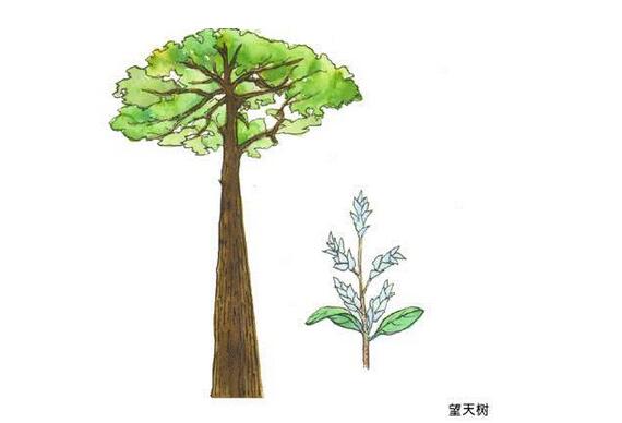 中国寓言故事——《望天树与铁刀木》